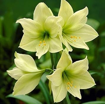 Lavender Rhododendron Azalea Flower Seeds for Planting Low Maintenance Heirloom & GMO Free Seeds for Home Garden
 
 Sale for planting in home garden