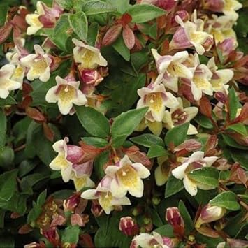 White Abelia Flower seeds for Planting - Perfect for Borders, Heirloom & GMO Free Seeds for Home Garden
 
 Sale for planting in home garden