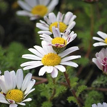 Anacyclus Pyrethrum Flower seeds for Planting - Garden Favorite, Heirloom & GMO Free Seeds for Home Garden
 
 Sale for planting in home garden.