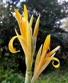 Yellow Achira Flower seeds for Planting - Wildflower Mix, Heirloom & GMO Free Seeds for Home Garden
 
 Sale for planting in home garden.