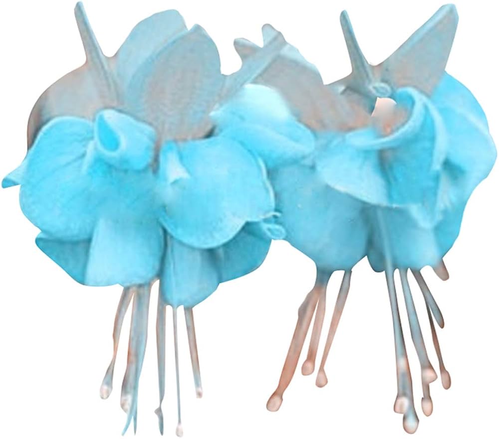 Fuchsia Fuchsia spp. Seeds for planting in flower bed