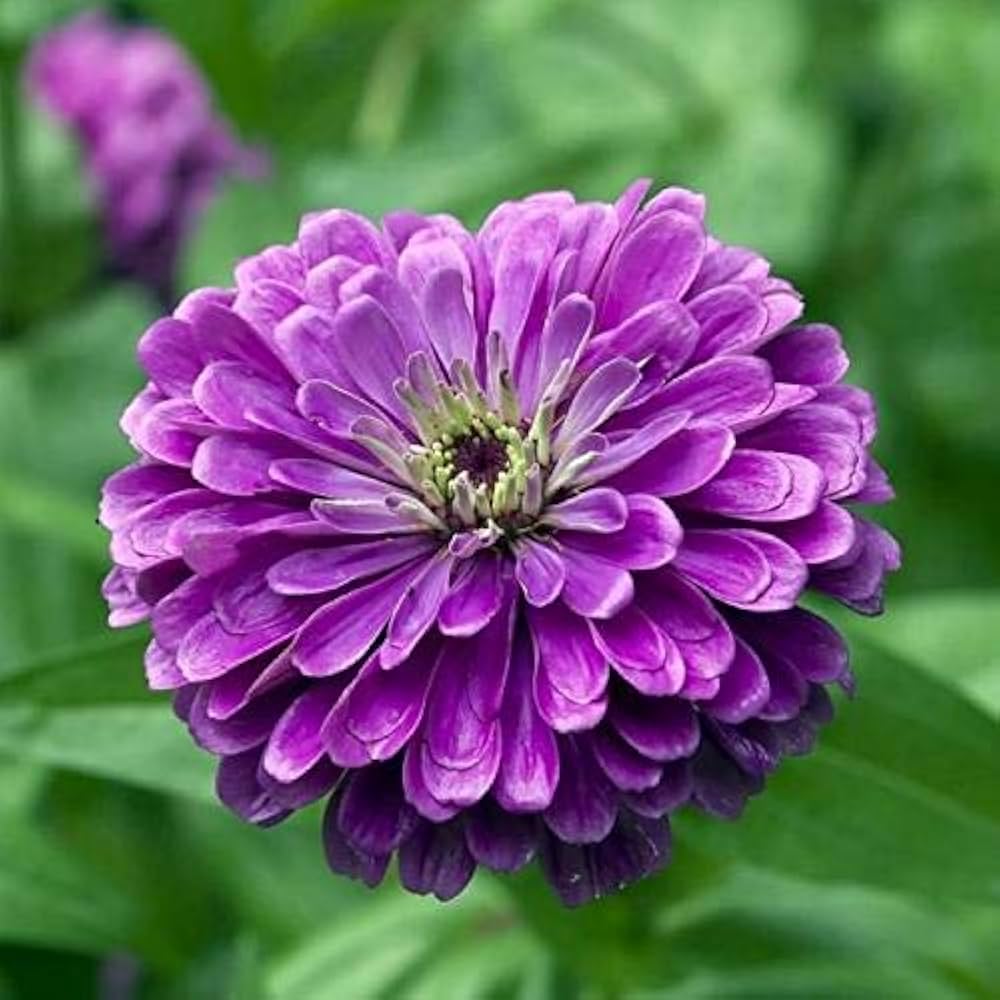 Deep Purple Zinnia Flower seeds for Planting - Compact Growth, Heirloom & GMO Free Seeds for Home Garden
 
 Sale for planting in home garden.