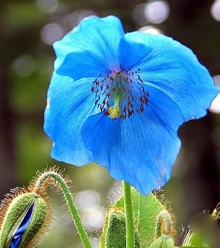 Fresh Meconopsis Flower seeds for Planting - Premium Quality, Heirloom & GMO Free Seeds for Home Garden
 
 Sale seeds for planting in home garden