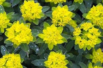 Fireglow Flower seeds for Planting Bright Blooms Heirloom & GMO Free Seeds for Home Garden 
 
 Sale for planting in home garden