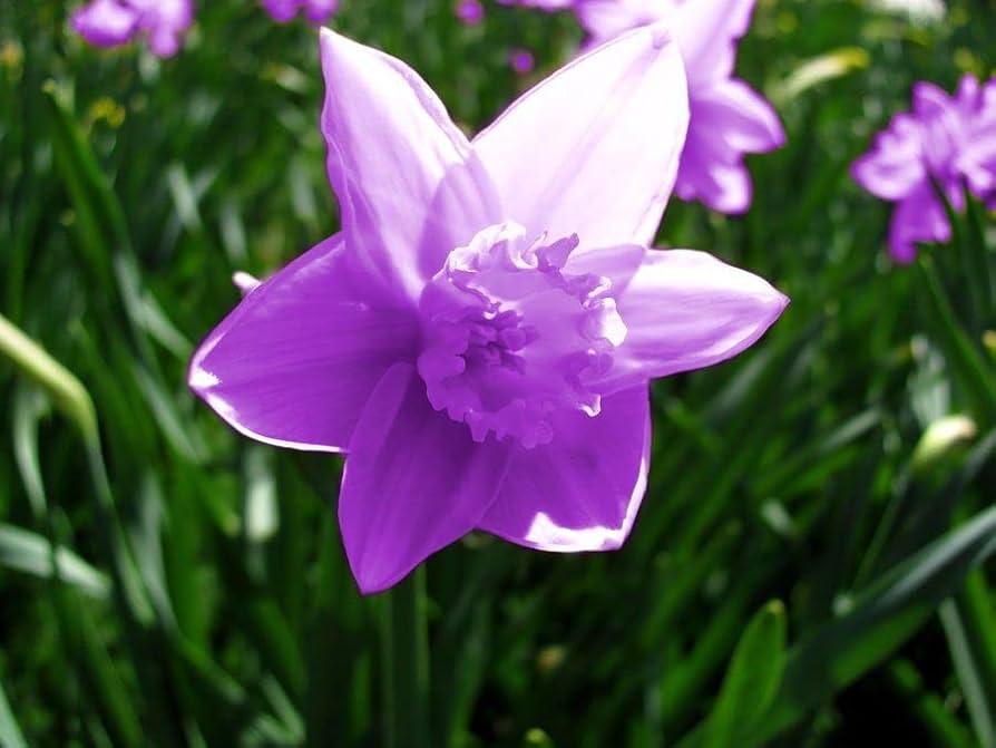 Purple Daffodil Flower Seeds For Easy Planting