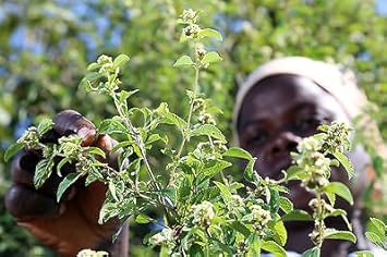 Green Lippia Javanica Flower seeds for Planting - Bright Blooms, Heirloom & GMO Free Seeds for Home Garden
 
 Sale for planting in home garden.
