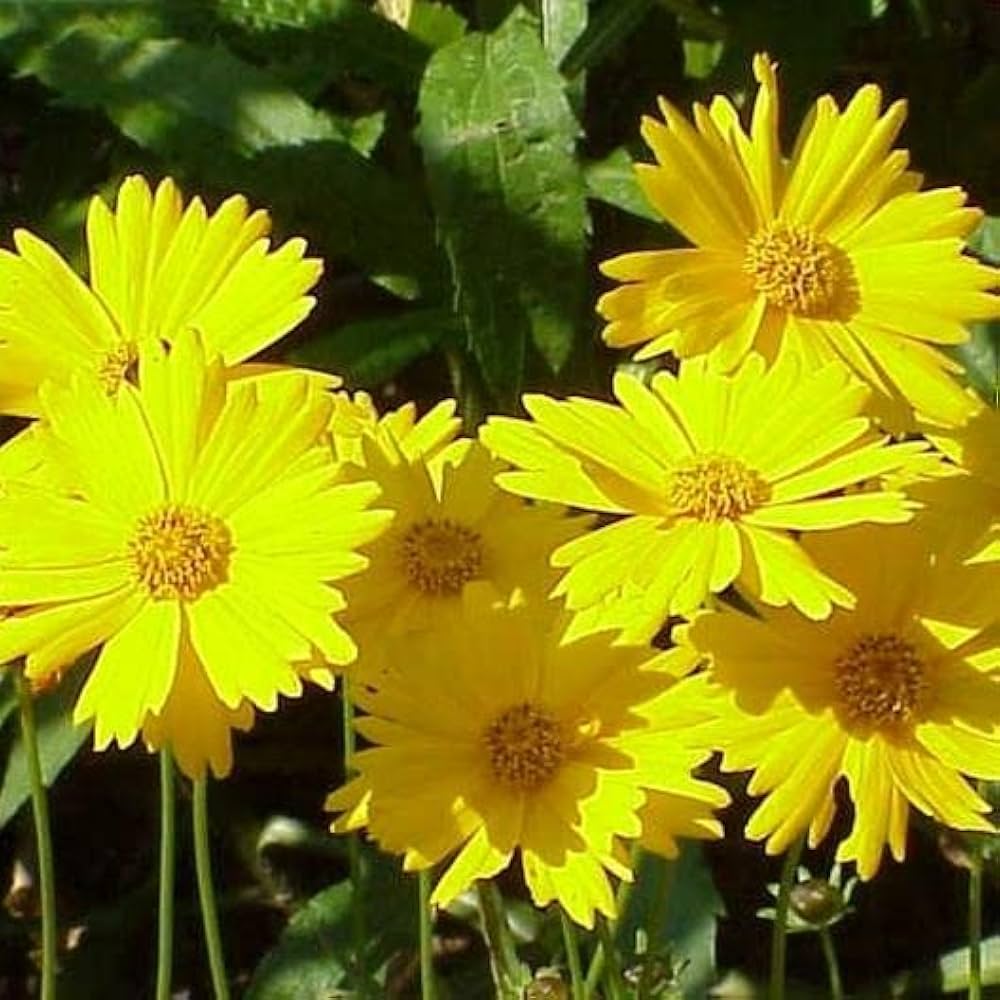 Leavenworth’s Tickseed Coreopsis Leavenworthii seeds for wildflower garden