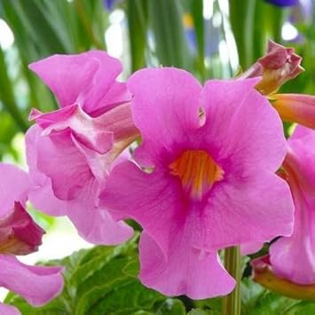 Pink Incarvillea Flower seeds for Planting - Low Maintenance, Heirloom & GMO Free Seeds for Home Garden
 
 Sale seeds for planting in home garden