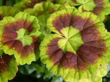 Green Geranium Flower seeds for Planting - Colorful Display, Heirloom & GMO Free Seeds for Home Garden
 
 Sale seeds for planting in home garden