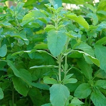 Sacred Tulasi Seeds For Planting