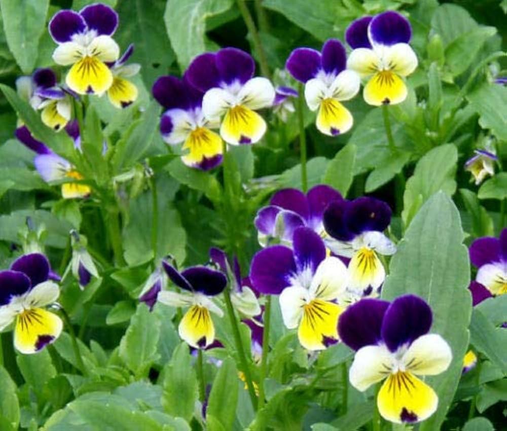 Johnny Jump Up Viola tricolor Seeds for planting in flower bed