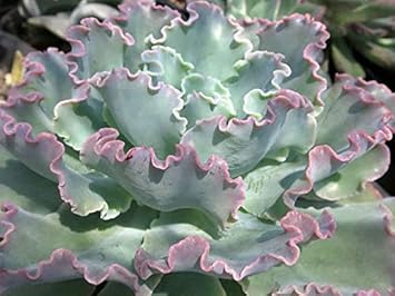 Grey Succulent Flower seeds for Planting Drought Tolerant Heirloom & GMO Free Seeds for Home Garden 
 
 Sale for planting in home garden