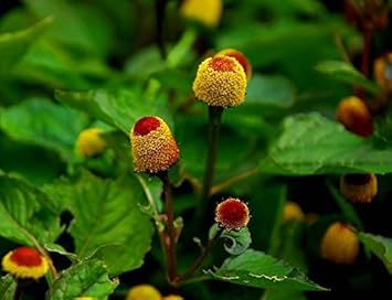 Yellow Red Spilanthes Acmella Plant For Vibrant Garden Growth - Seed Stunning Blooms Flower Seeds