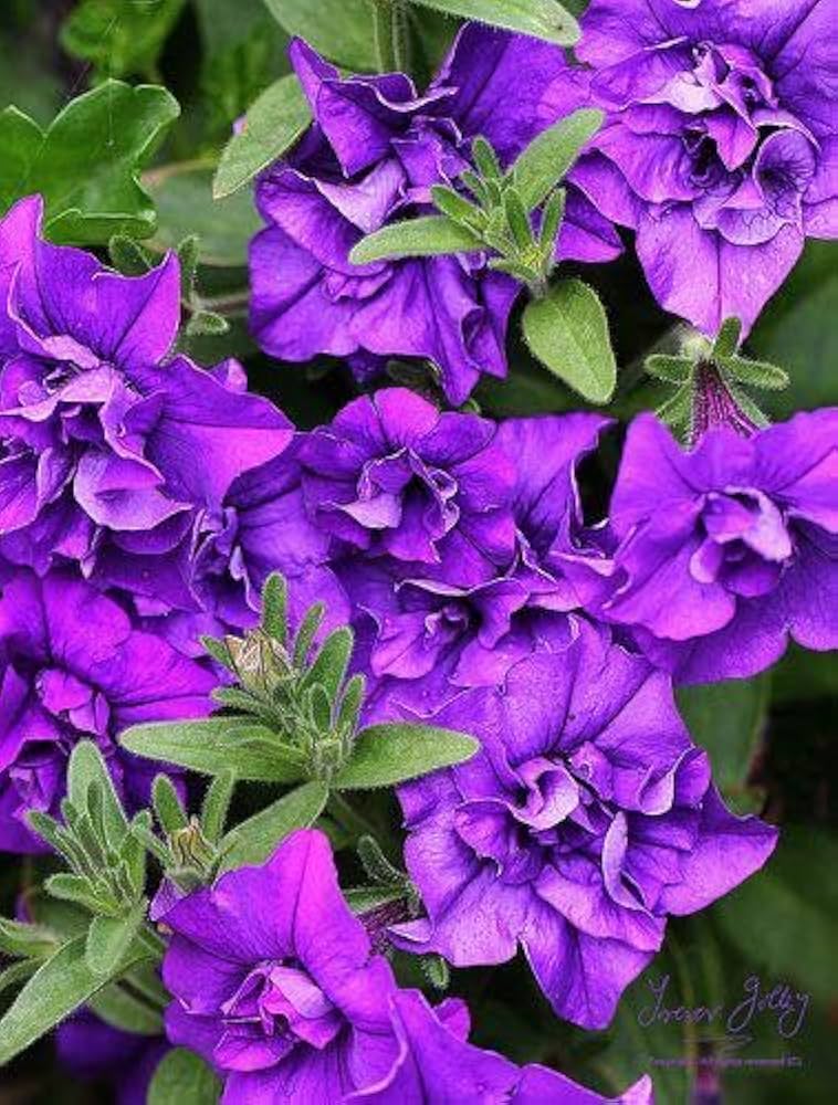 Freiheit Lilac Halo Petunia flower seeds for graceful garden planting