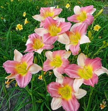 Pink White Hemerocallis Flower seeds for Planting Seasonal Bloomer Heirloom & GMO Free Seeds for Home Garden
 
 Sale seeds for home garden planting