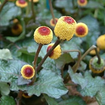 Yellow Spilanthes Flower seeds for Planting - Colorful Display, Heirloom & GMO Free Seeds for Home Garden
 
 Sale for planting in home garden.