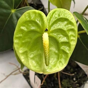 Green Anthurium Flower Seeds For Planting - Exotic Perennial Blooms