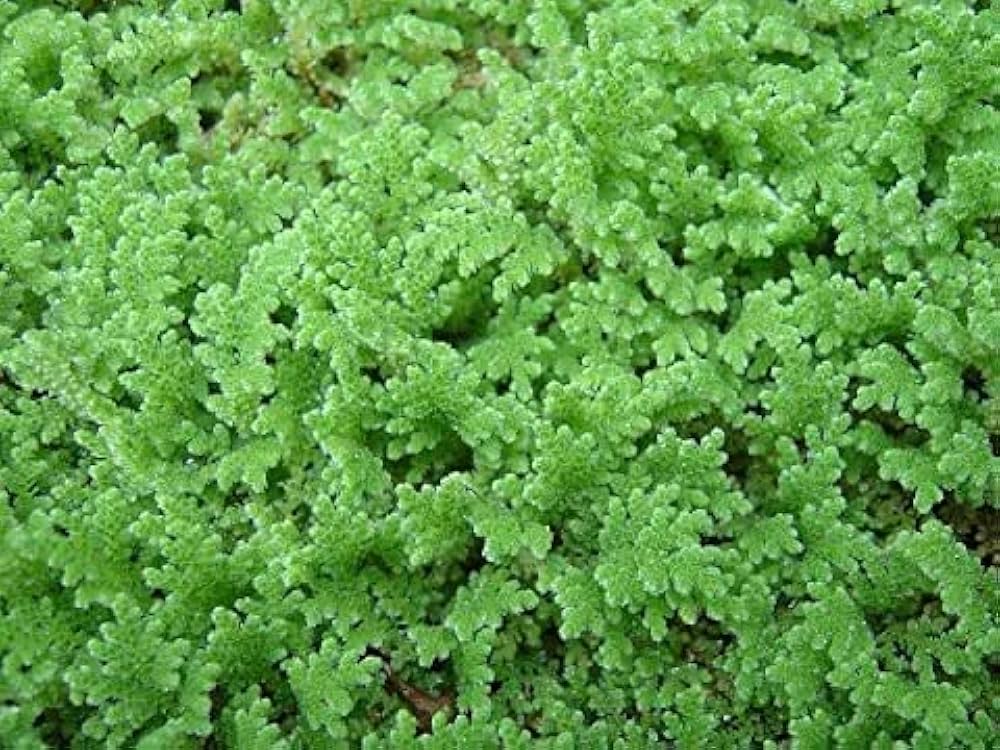 Gray Crested Fern Flower seeds for Planting - Premium Quality, Heirloom & GMO Free Seeds for Home Garden
 
 Sale for planting in home garden.