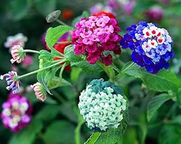 Lantana Mix Flower seeds for Planting - Easy to Grow, Heirloom & GMO Free Seeds for Home Garden
 
 Sale seeds for home garden