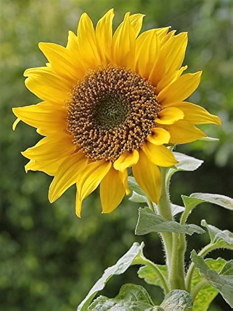 Helianthus annuus for planting in flower bed