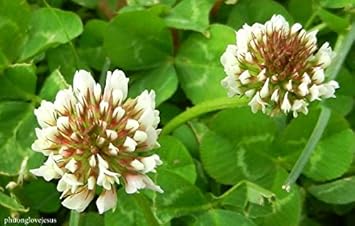 White Clover Flower seeds for Planting - Vibrant Colors, Heirloom & GMO Free Seeds for Home Garden
 
 Sale for planting in home garden