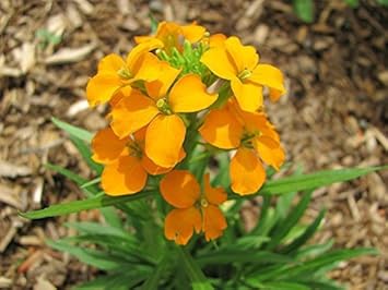 Orange Siberian Flower seeds for Planting - Bright Blooms, Heirloom & GMO Free Seeds for Home Garden
 
 Sale for planting in home garden