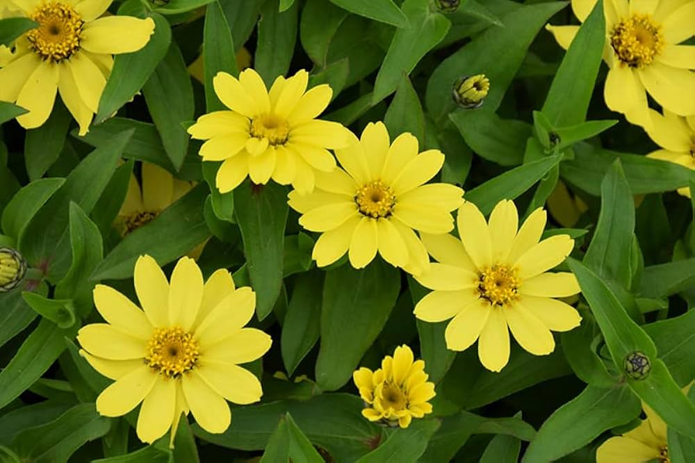 Yellow Profusion Flower seeds for Planting - Shade Tolerant, Heirloom & GMO Free Seeds for Home Garden
 
 Sale for planting in home garden.