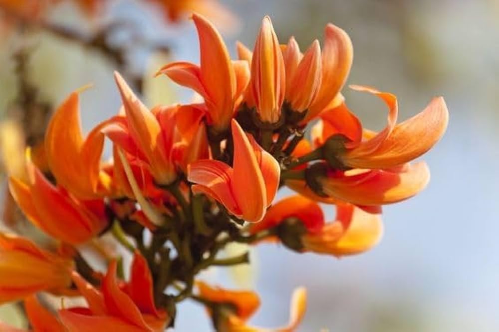 Mini Flame Lilium Brownii for garden