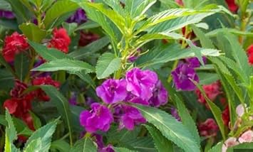 Balsam Camellia Violet Seeds - Easy-To-Grow Annual Flower For Planting