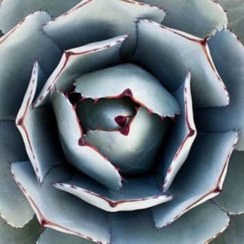 Green Agave Parryi Flower seeds for Planting - Premium Quality, Heirloom & GMO Free Seeds for Home Garden
 
 Sale seeds for home garden