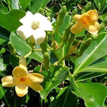 Pua Kenikeni Perfume Flower Seeds – Heirloom Non-GMO Fragrant Blooms for Garden Planting
 
 Sale seeds for home garden