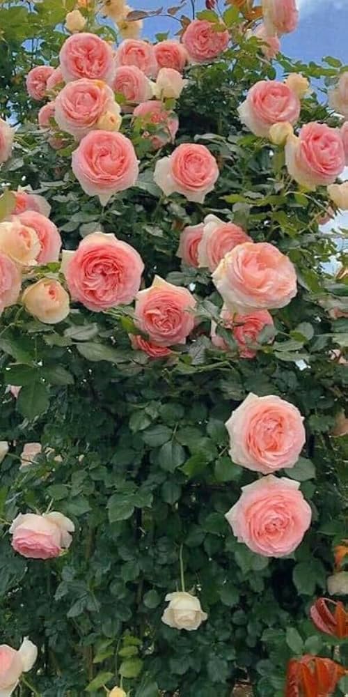 Peach Climbing Rose Flower seeds for Planting - Seasonal Bloomer, Heirloom & GMO Free Seeds for Home Garden
 
 Sale seeds for home garden