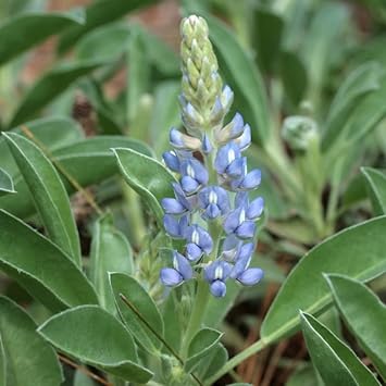 Sky Blue Lupine Flower seeds for Planting - Seasonal Bloomer, Heirloom & GMO Free Seeds for Home Garden
 
 Sale seeds for planting in home garden