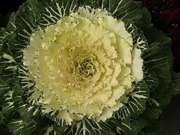 Red Gazania Flower Seeds for Planting Hardy Variety Heirloom & GMO Free Seeds for Home Garden
 
 Sale for planting in home garden