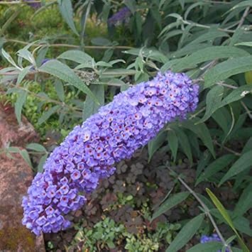 Light Green Orchid Flower Seeds for Planting – Easy to Grow Heirloom & NonGMO Seeds for Home Garden
 
 Sale for planting in home garden