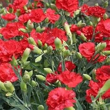 Bold Red Carnation Flower Seeds For Stunning Planting