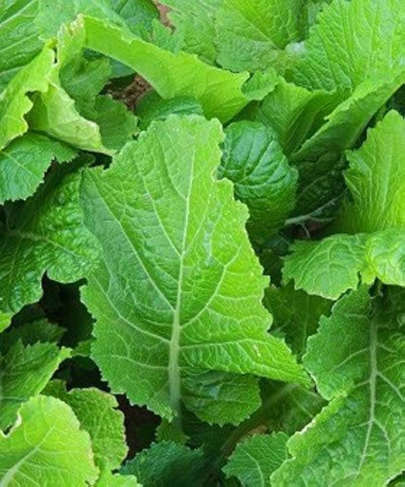 Florida Mustard Brassica juncea for planting in vegetable patch