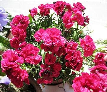 Dark Gray Calla Flower Seeds for Planting Long Bloom Season Heirloom & GMO Free Seeds for Home Garden
 
 Sale for planting in home garden