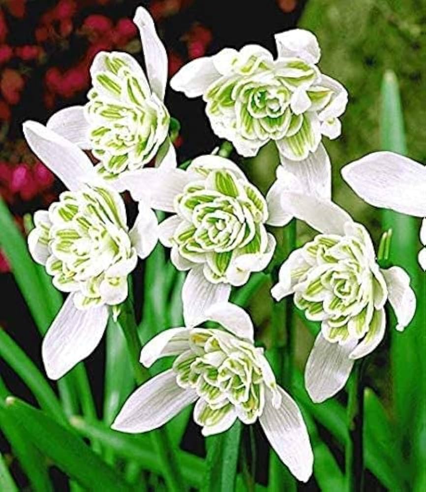 Rare Scented Snowdrops (Galanthus nivalis 'Flore Pleno') Flower seeds for Planting - Garden Favorite, Heirloom & GMO Free Seeds for Home Garden
 
 Sale seeds for planting in home garden