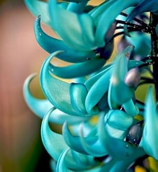 Green Macrobotrys Flower seeds for Planting - Compact Growth, Heirloom & GMO Free Seeds for Home Garden
 
 Sale for planting in home garden