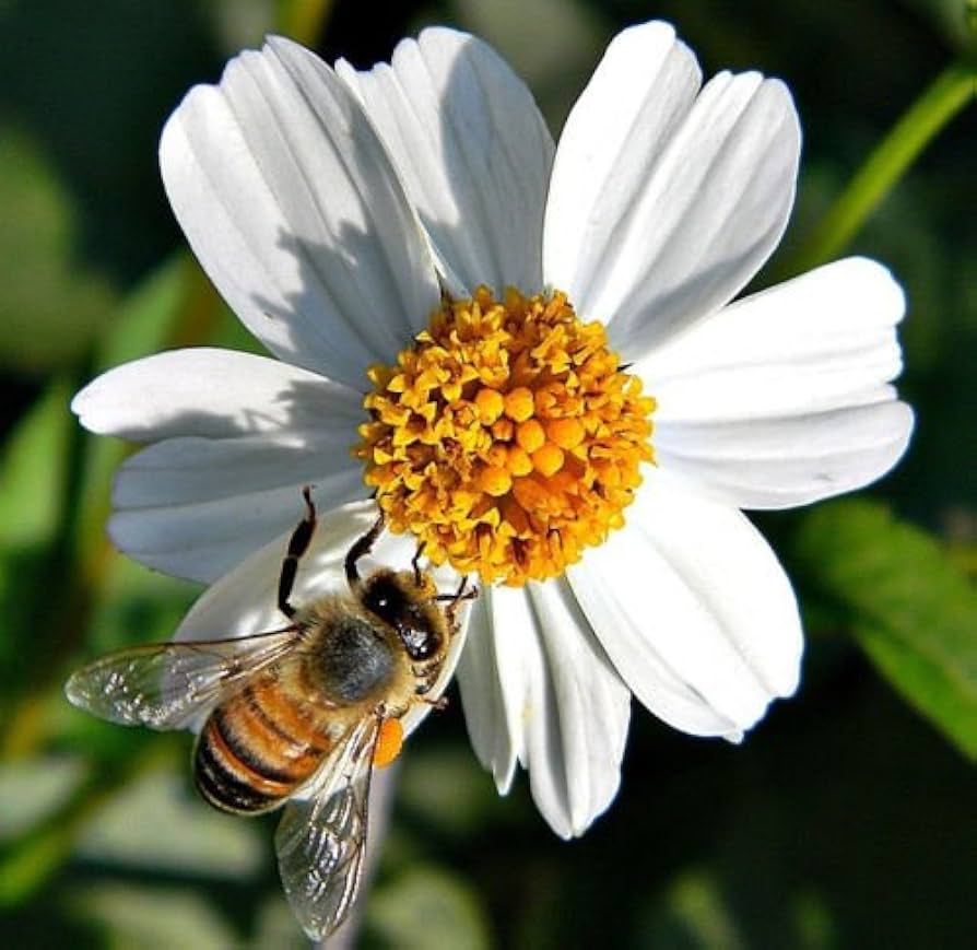 Spanish Needle Bidens alba for pollinator-friendly planting