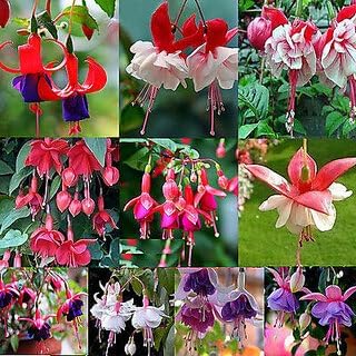 Fuchsias Flower seeds for Planting Perfect for Borders Heirloom & GMO Free Seeds for Home Garden 
 
 Sale for planting in home garden