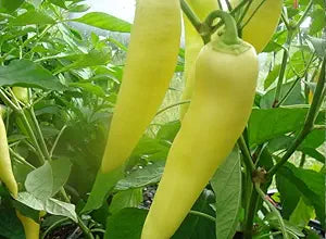 Hungarian Wax Pepper seeds for flavorful peppers