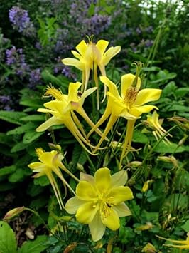 Akelei Pflanze Flower seeds for Planting - Sun Loving, Heirloom & GMO Free Seeds for Home Garden
 
 Sale seeds for home garden