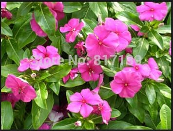 Pink Vinca Rosea Flower seeds for Planting - Shade Tolerant, Heirloom & GMO Free Seeds for Home Garden
 
 Sale for planting in home garden.