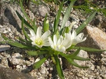 White Nevadensis Flower seeds for Planting - Colorful Display, Heirloom & GMO Free Seeds for Home Garden
 
 Sale seeds for planting in home garden