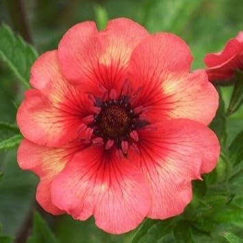 Red Willmott Flower seeds for Planting - Premium Quality, Heirloom & GMO Free Seeds for Home Garden
 
 Sale seeds for planting in home garden