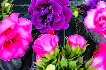 White Gloxinia Flower seeds for Planting Cottage Garden Essential Heirloom & GMO Free Seeds for Home Garden 
 
 Sale seeds for home garden planting