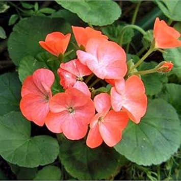 Light Purple Hoya Carnosa Flower Seeds for Planting Vibrant Colors Heirloom & GMO Free Seeds for Home Garden
 
 Sale for planting in home garden