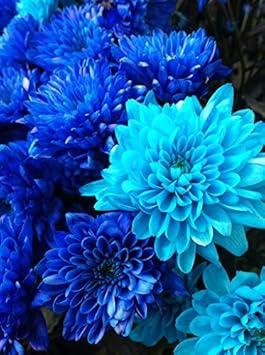 Yellow Mandevilla Flower Seeds for Planting – Cottage Garden Essential Heirloom & NonGMO Seeds
 
 Sale for planting in home garden